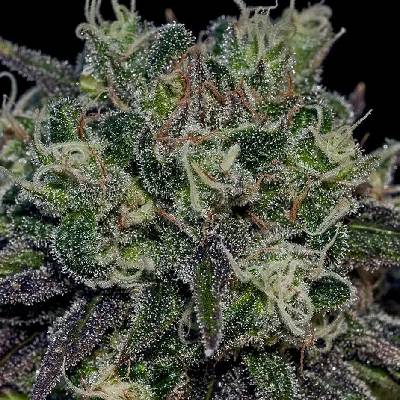 Positronics Black Widow semena neobsahují THC 3 ks