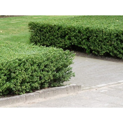 Cezmína Luxus Hedge, výška 15-30 cm, kvetináč 9 cm