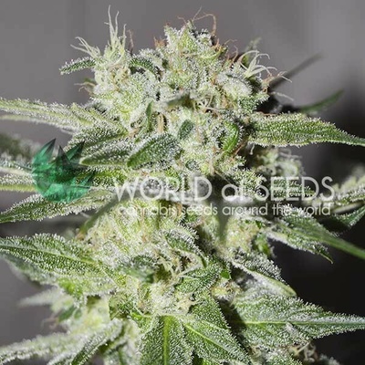 World of Seeds Pakistan Valley Early Harvest semienka neobsahujú THC 12 ks