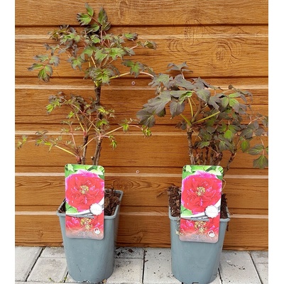 Pivonka drevitá – červená (Paeonia suffruticosa) veľkosť 50-70cm