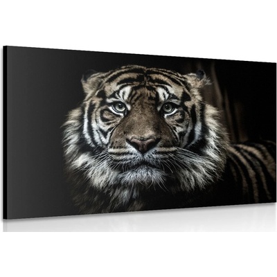 Obraz tygr - 60x40