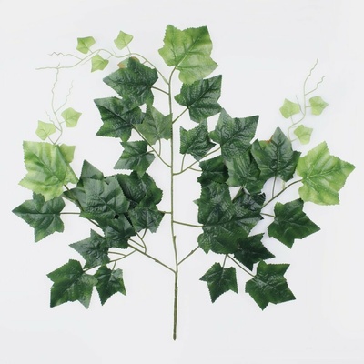 Konár fikus Green w/White Edge 60cm KT01
