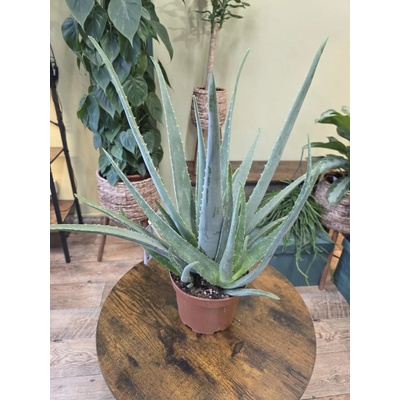 Aloe Vera XXL