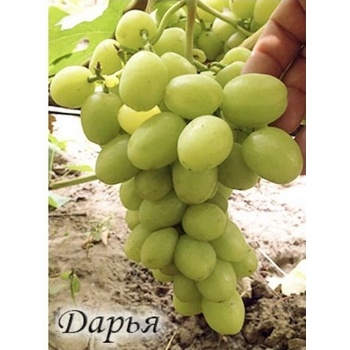 Vinič Darja Дарья