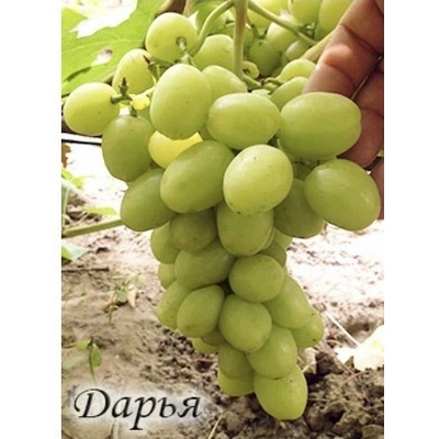 Vinič Darja Дарья