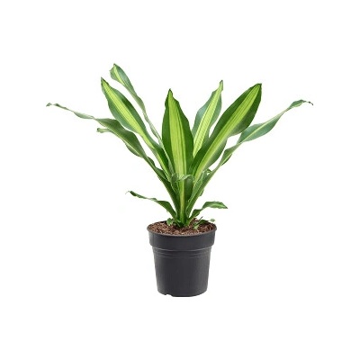 Dracaena fragrans burley 21x75 cm