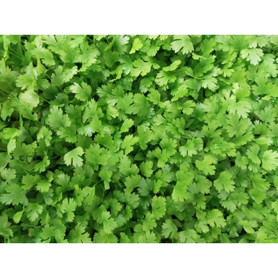Microgreens Petržel zahradní na microgreens, 100 g