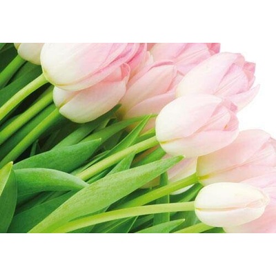Impol Trade 8-018 vliesová fototapeta růžové tulipány rozměr 368 cm x 254 cm