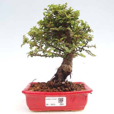e-bonsai Venkovní bonsai - Ulmus parvifolia Hokkaido - jilm Čínský