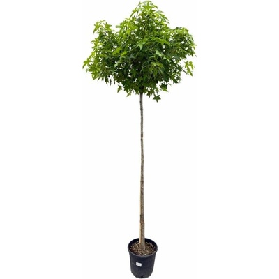 Ambrovník styraxový Gum Ball na 180-210cm kmeni, v. 240-280cm, obv. kmeňa 8-10cm, C20-30l