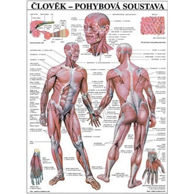Plakát - Člověk - Pohybová soustava