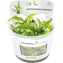 Cryptocoryne usteriana