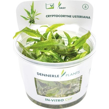 Cryptocoryne usteriana