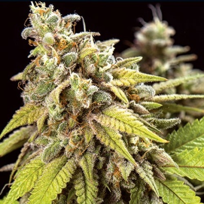 Vision Seeds Doctor Jamaica Auto semienka neobsahujú THC 10 ks