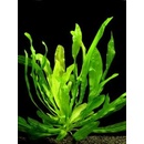Akvarijní rostliny Echinodorus horemanii green - Šípatkovec horemanii green