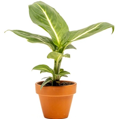 Gardners Dieffenbachia Sterling, průměr 6 cm Difenbachie, mramornatka