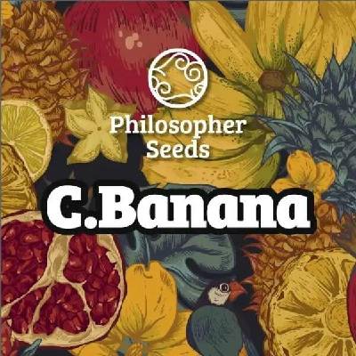 Philosopher Seeds C Banana semena neobsahují THC 3 ks