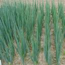 Cibuľa zimná Entita - Allium fistulosum L. - semená - 150 ks