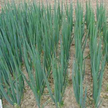 Cibuľa zimná Entita - Allium fistulosum L. - semená - 150 ks