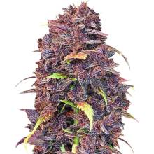 420 Fast Buds Purple Lemonade AUTO semena neobsahují THC 3 ks