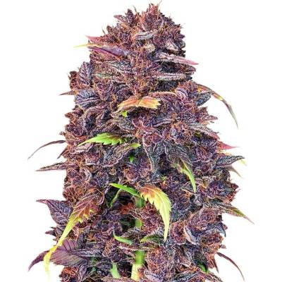 420 Fast Buds Purple Lemonade AUTO semena neobsahují THC 3 ks