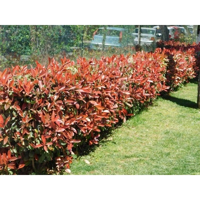 Červienka fraserová Red Robin, výška 40-70 cm, kvetináč 3 l