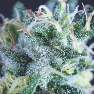 Pyramid Seeds Auto Gelato semena neobsahují THC 5 ks