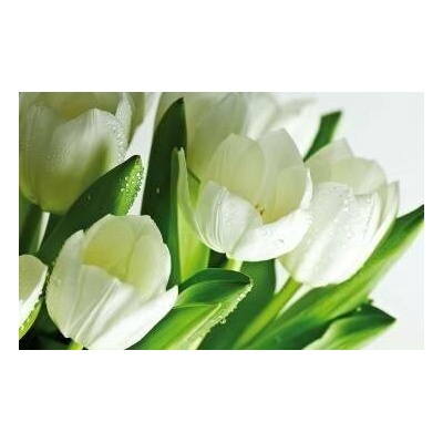 Bílé tulipány 1 deska 70x50