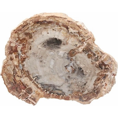 Nefertitis Zkamenělé dřevo leštěný řez 36 NF63925 - cca 9,5 x 8,1 cm, 180 g