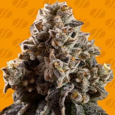 Original Sensible Seeds Alien Moonrocks semena neobsahují THC 3 ks