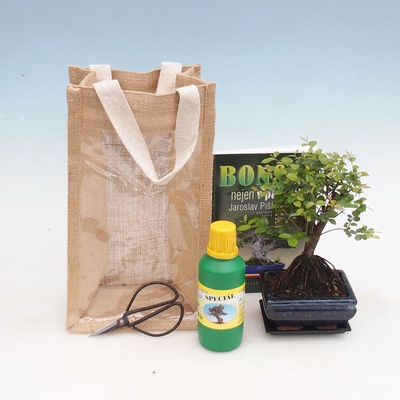 Pokojová bonsai v dárkové tašce - JUTA Sagerecie čajová - Sageretia thea