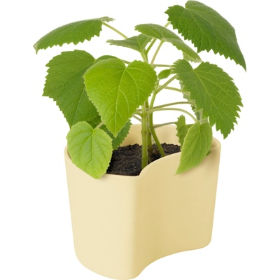 RIG-TIG Саксия Your Tree със семена от бреза жълта (Z00136)