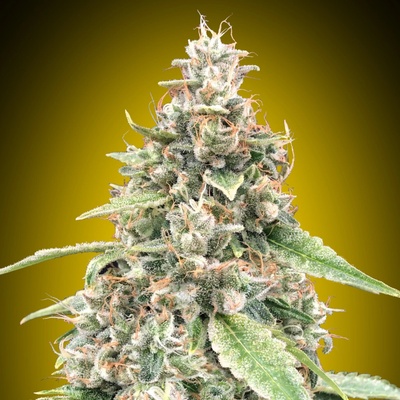 00 Seeds Bank Auto Lemon OG semienka neobsahujú THC 3 ks