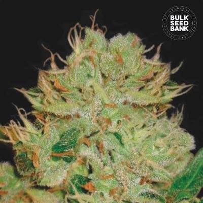 Bulk Seed Bank AUTO Bigger Bud semena neobsahují THC 10 ks