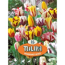 Tulipány ""Rembrandt mix"" vícebarevné