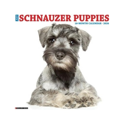 Schnauzer Puppies 12 X 12 Wall 2026