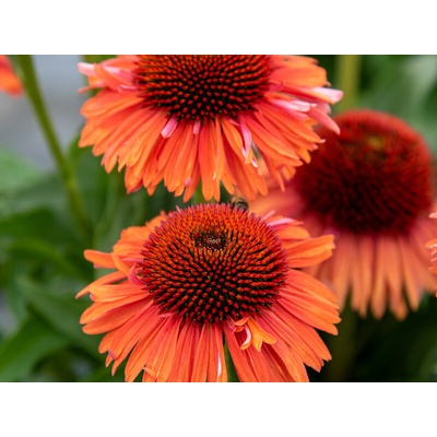 Echinacea purpurová Meditation Orange