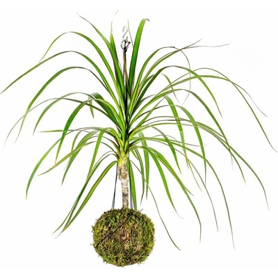 Gardners Kokedama Dracaena marginata (L) Dracéna lemovaná, dračinec 1 ks