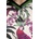 adidas Тениска adidas x Farm Rio (KD4628)