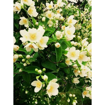 GREENBOSS FLOWER Pustoryl "Lemoinei" 2l