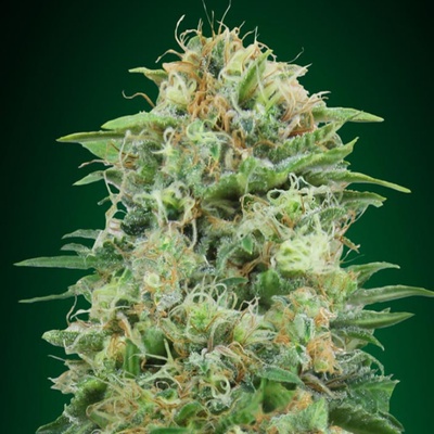 00 Seeds Bank White Widow CBD semena neobsahují THC 5 ks