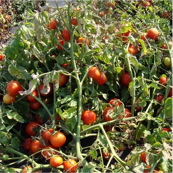 Rajče Dalimil - Solanum lycopersicum - semena rajčete - 0,1 g