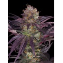 T.H. Seeds French Macaron semena neobsahují THC 6 ks