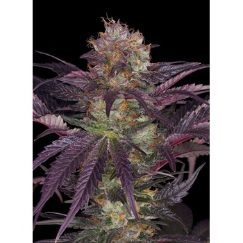 T.H. Seeds French Macaron semena neobsahují THC 6 ks