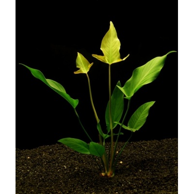 Anubias gigantea