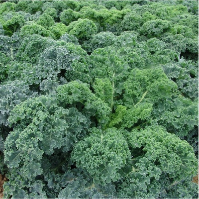 Kadeřávek Kapral - Brassica oleracea L. convar. - semena kadeřávku - 300 ks