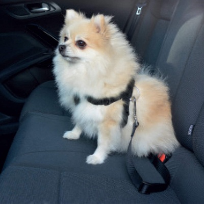 Duvo Plus Dog Safety Belt Harness - Нагръдник, безопасен колан за автомобили , за кучета с обиколка от 50 см до 75 см. черен