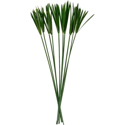 Papyrus 40 - 60 cm