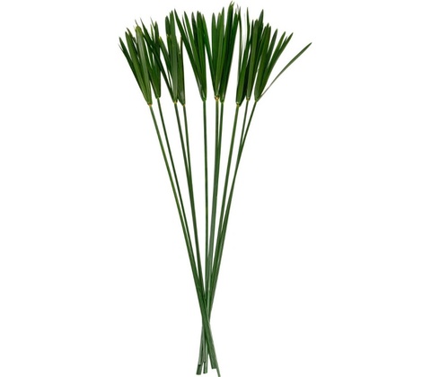 Papyrus 40 - 60 cm