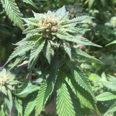 Pheno Finder Seeds Sour Walker semienka neobsahujú THC 5 ks